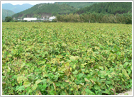 丹波黒豆農園　風景写真
